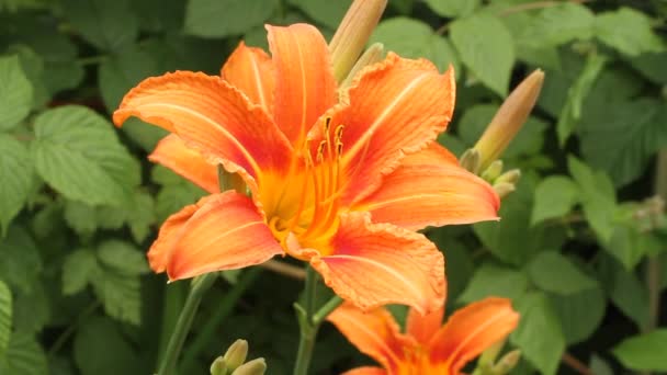 Fleurs Lis Jour Orange Balançant Vent Dans Jardin Sur Fond — Video