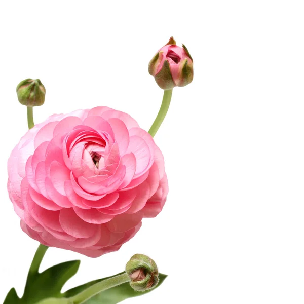 Рожевий Buttercup Білому Тлі — стокове фото