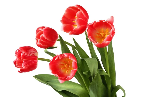 Buquê Cinco Flores Tulipa Vermelha Isoladas Fundo Branco — Fotografia de Stock