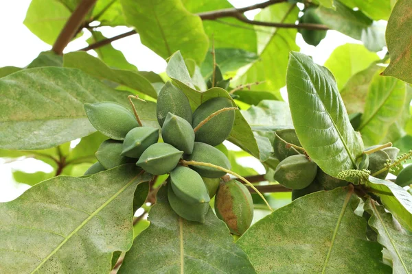 Colore Verde Acerbo Mandorle Indiane Sull Albero Mandorle Tropicali Combretaceae — Foto Stock