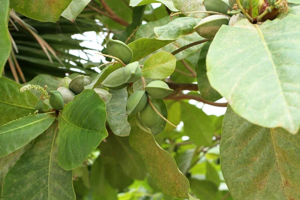Groene Kleur Onrijpe Indische Amandel Vruchten Aan Boom Tropische Amandel — Stockfoto