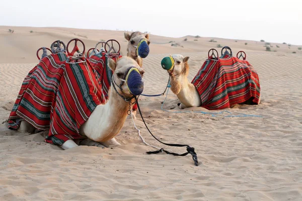 Kamele Für Die Reise Ausgerüstet Und Mit Tuch Verziert Liegen — Stockfoto