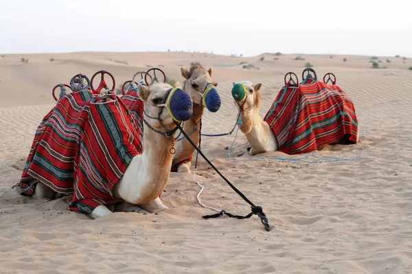 Kameler Utrustad För Resan Och Inredda Med Tyg Ligg Sanden — Stockfoto