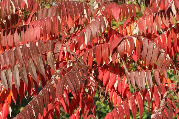 Otoño Hojas Color Púrpura Rojo Árbol Sumac Contra Árboles Verdes —  Fotos de Stock