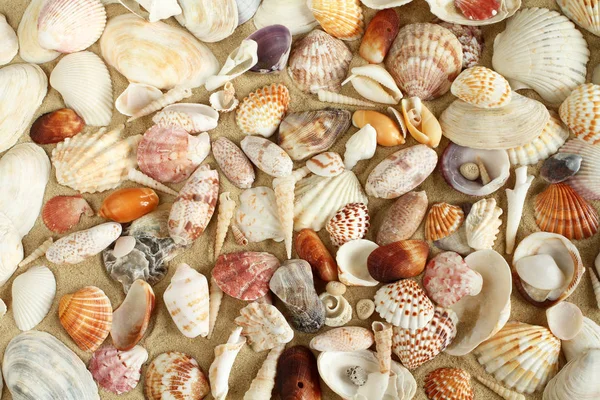 Conchiglie Cozze Sulla Sabbia — Foto Stock