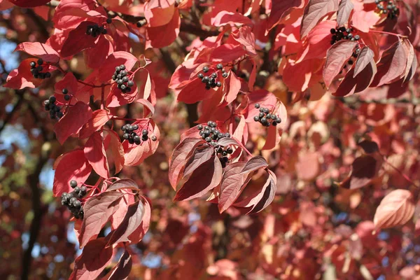 Otoño Racimos Bayas Negras Hojas Púrpuras Las Ramas Árboles Decorativos —  Fotos de Stock