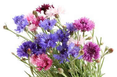 Pembe, mor, beyaz, mavi, leylak alan karanfil çiçek WHI doğum