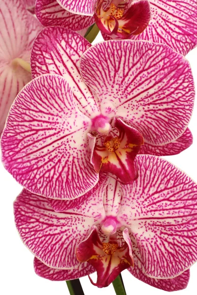 Bianco con il Orchid viola (Phalaenopsis) su sfondo bianco — Foto Stock