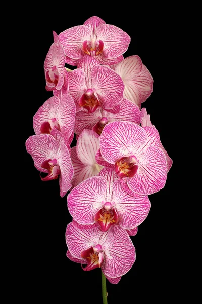 Bianco con il Orchid viola (Phalaenopsis) isolato su sfondo nero — Foto Stock