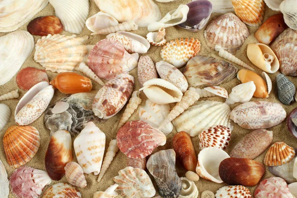 Conchiglie e cozze sulla sabbia — Foto Stock