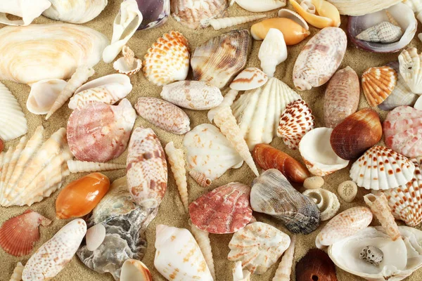 Conchiglie e cozze sulla sabbia — Foto Stock