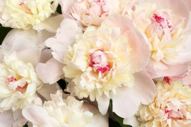 Buket açıldı küçük açık pembe şakayık. Closeup