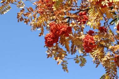 Güneşli bir sonbahar gününde mavi gökyüzüne karşı rowanberry Olgun demetleri  