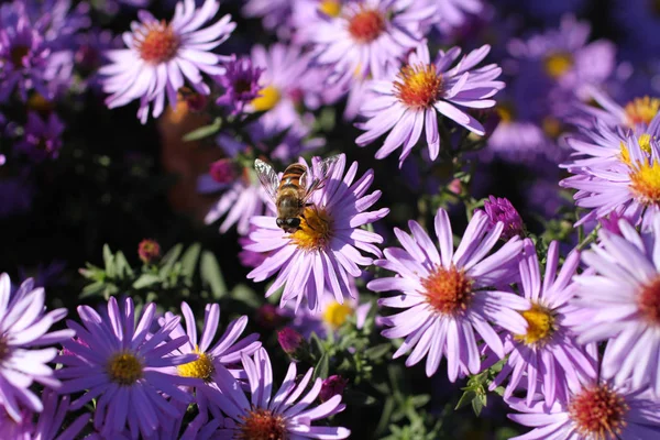 Bee op een overblijvende Aster bloem op een zonnige dag — Stockfoto