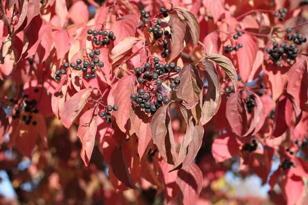 Otoño - Racimos de bayas negras y hojas púrpuras en las ramas de árboles decorativos contra un cielo azul —  Fotos de Stock