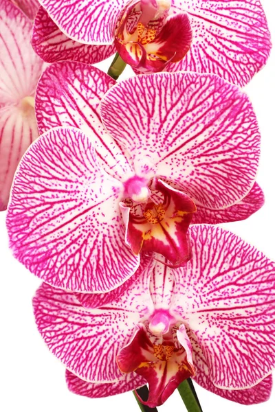 Bianco con il Orchid viola (Phalaenopsis) su sfondo bianco — Foto Stock