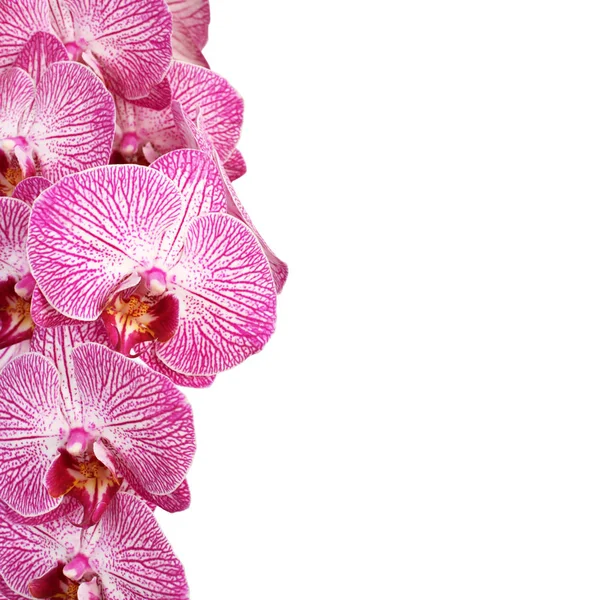 Weiß Mit Lila Orchidee Phalaenopsis Auf Weißem Hintergrund — Stockfoto