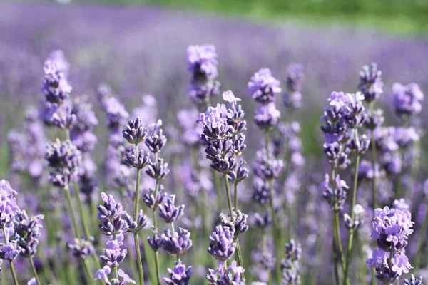 Blooming Lavender Flowers Field Sunny Summer Day Closeup — Stock Photo, Image