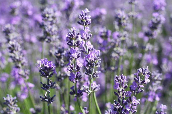 Blooming Lavender Flowers Field Sunny Summer Day Closeup — Stock Photo, Image