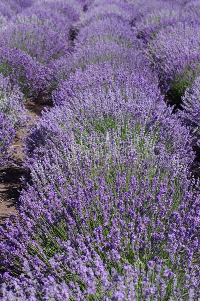 Blooming Lavender Flowers Growing Rows Field Sunny Summer Day — Stock Photo, Image