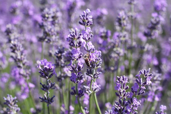 Bee Collects Nectar Lavender Flowers Sunny Summer Day Closeup — Stock Photo, Image