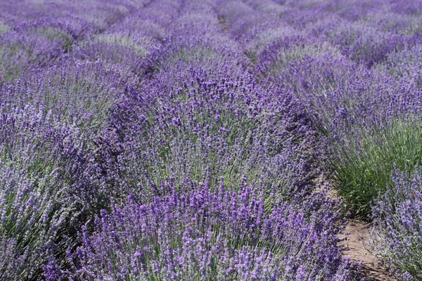 Blooming Lavender Flowers Growing Rows Field Sunny Summer Day — Stock Photo, Image