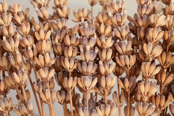 Gammal Torkad Lavendel Blommor Mot Grå Bakgrund Närbild — Stockfoto