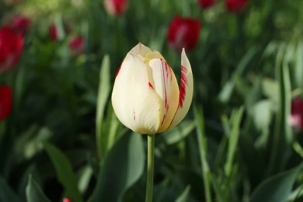 Red, white and yellow tulips against green grass background in the garden. Closeup