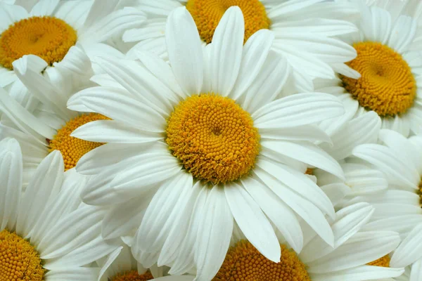 大きな白いカモミールの花束 トップダウンビュー — ストック写真