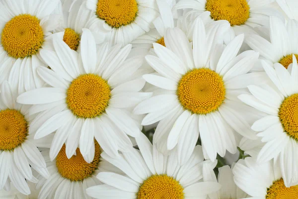 마일들의 꽃다발 위에서 아래로 내려다 클로즈업 — 스톡 사진