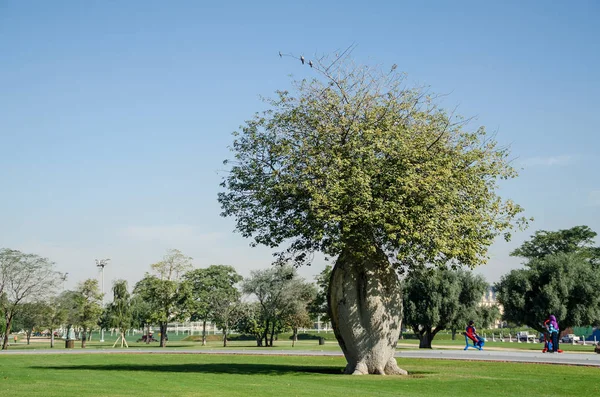 Park, Doha, Katar, Ortadoğu ağaçlara talip.