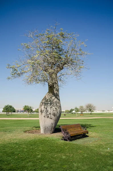 Park, Doha, Katar, Ortadoğu ağaçlara talip.
