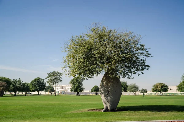 Park, Doha, Katar, Ortadoğu ağaçlara talip.