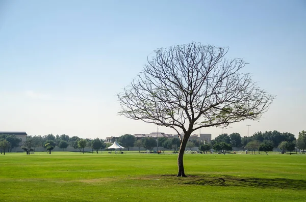 Park, Doha, Katar, Ortadoğu ağaçlara talip.