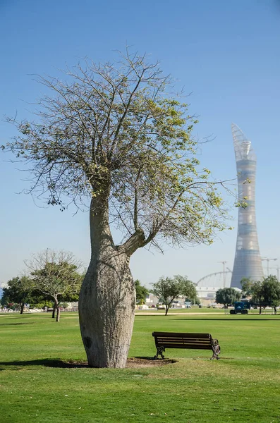 Árboles Aspire Park Doha Qatar Medio Oriente — Foto de Stock