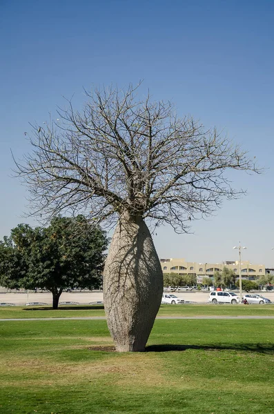 Park, Doha, Katar, Ortadoğu ağaçlara talip.