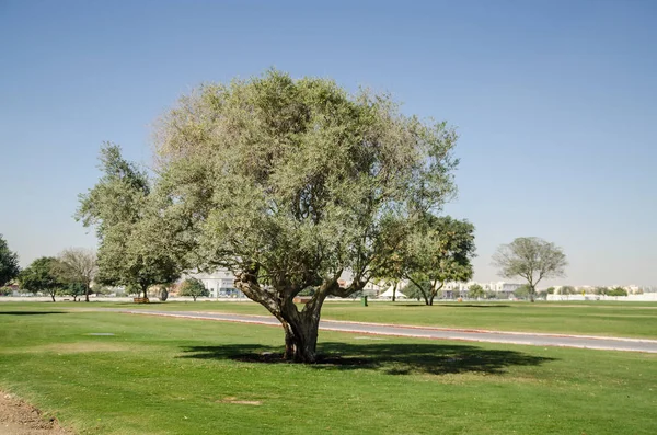 Деревья Парке Аспире Доха Катар Ближний Восток Лицензионные Стоковые Фото