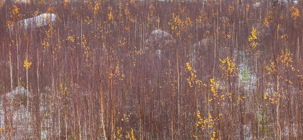 Geç sarı ve kahverengi görüntü doku düşmek