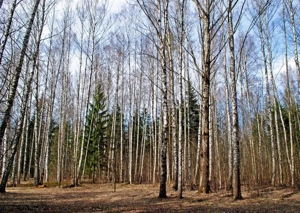 Smíšený Les Pohled Časně Jarní Slunečný Den — Stock fotografie