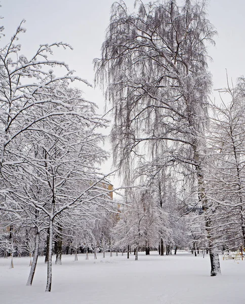 Árvores Cobertas Neve Parque Inverno — Fotografia de Stock