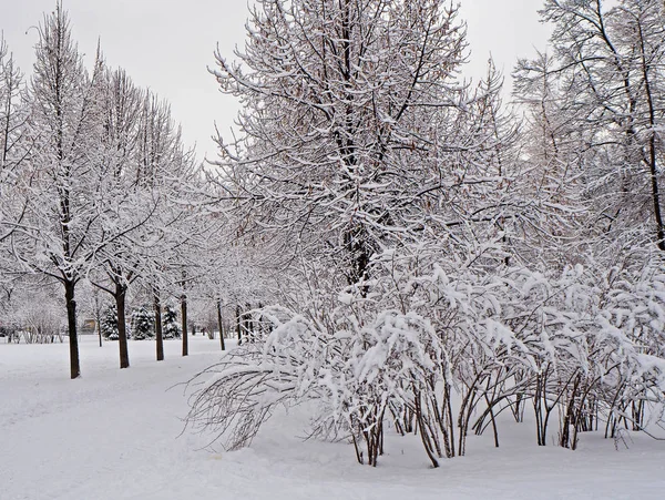 Árvores Cobertas Neve Arbustos Parque Inverno — Fotografia de Stock