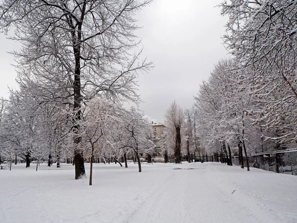 Árvores Cobertas Neve Estrada Parque Inverno — Fotografia de Stock