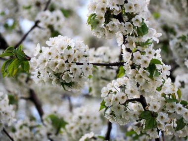 Beyaz kiraz çiçeği görünümü kapatın
