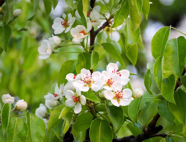 pear blossom close up view