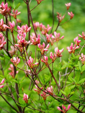 çiçek açan ormangülü