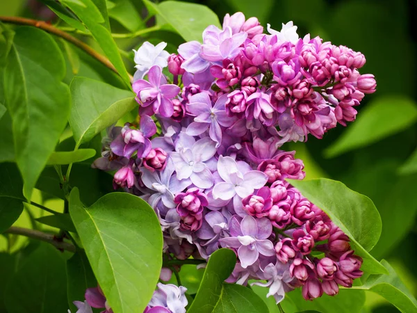 Branch of lilac bush — Stock Photo, Image