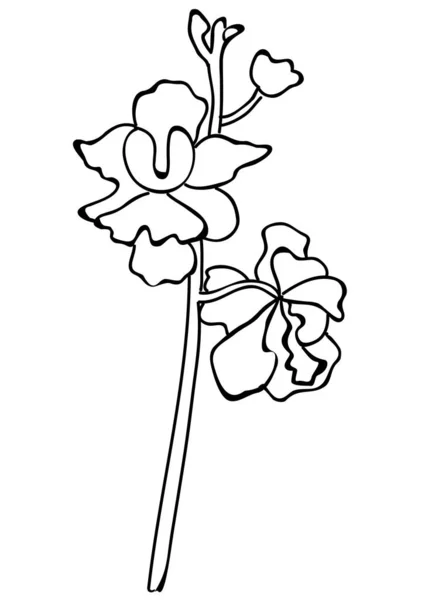 Güzel Singapur Ulusal Çiçek Melezi Orkide Çiçeği Beyaz Arkaplan Vektör — Stok Vektör