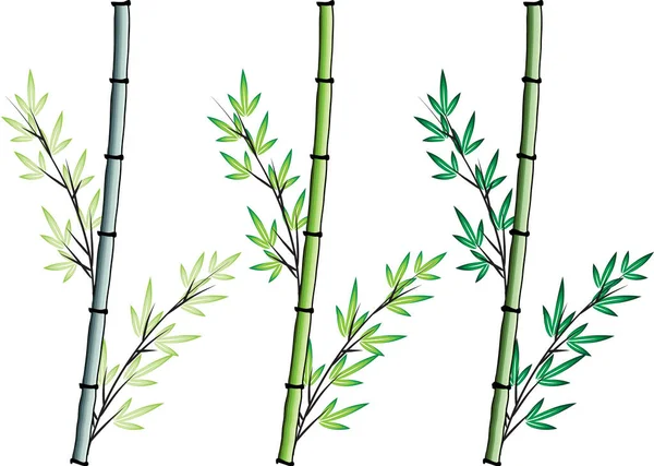 Plante Bambou Plat Coloré Isolé Sur Fond Blanc Vecteur Illustration — Image vectorielle