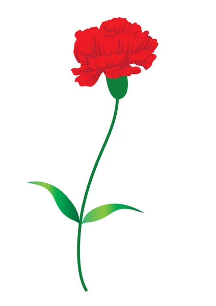 Красный Цветок Мака Изолированы Белом Фоне — стоковый вектор