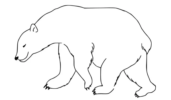 Bear Vector Illustration Background — Stock Vector